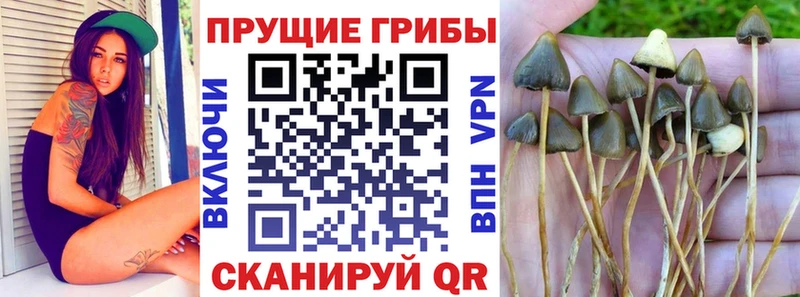 ОМГ ОМГ ONION  Суджа  Галлюциногенные грибы Psilocybe 